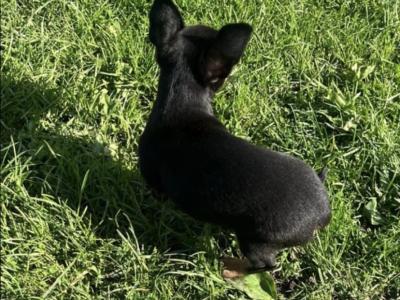 ✅ Female & Male  Miniature Chihuahua puppies available in Galway, both males ✅