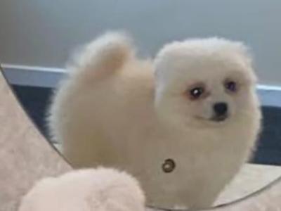 White male Pomeranian puppy in Galway