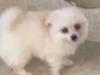 White male Pomeranian puppy in Galway