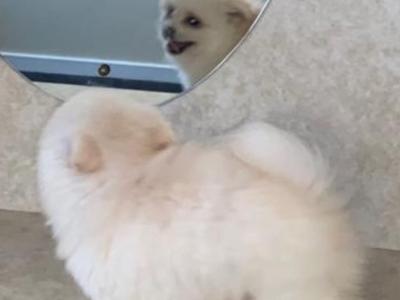 White male Pomeranian puppy in Galway
