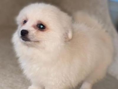 White male Pomeranian puppy in Galway