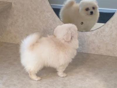 White male Pomeranian puppy in Galway