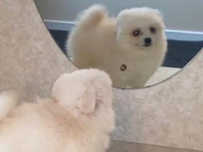 White male Pomeranian puppy in Galway