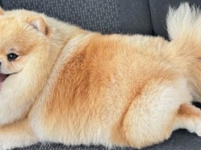 IKC registered Pomeranian for sale in Laois