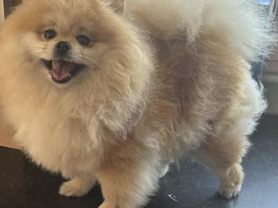 IKC registered Pomeranian for sale in Laois