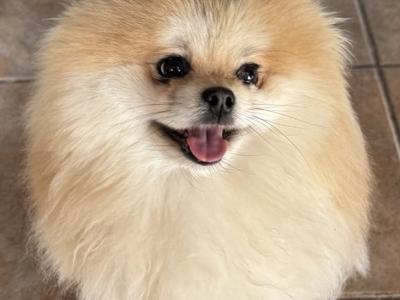 IKC registered Pomeranian for sale in Laois