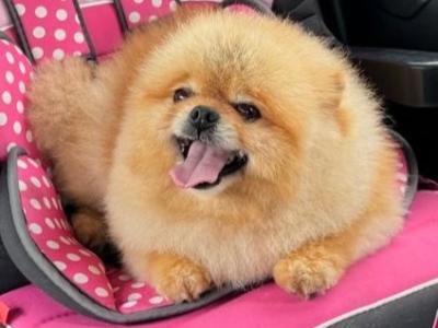 IKC registered Pomeranian for sale in Laois