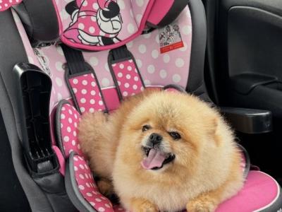 IKC registered Pomeranian for sale in Laois