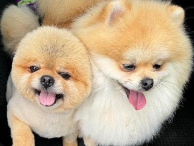 IKC registered Pomeranian for sale in Laois