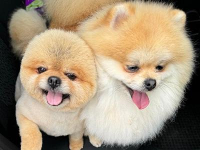 IKC registered Pomeranian for sale in Laois