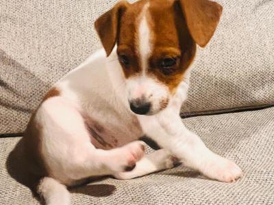 Super Jack Russell puppies in Wicklow!