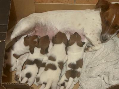 Super Jack Russell puppies in Wicklow!
