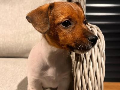 Super Jack Russell puppies in Wicklow!