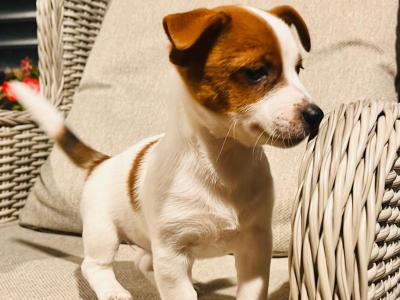 Super Jack Russell puppies in Wicklow!