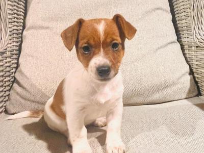 Super Jack Russell puppies in Wicklow!