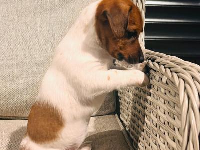 Super Jack Russell puppies in Wicklow!