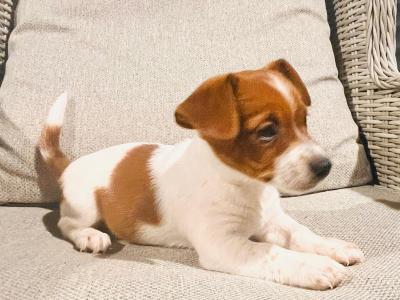 Super Jack Russell puppies in Wicklow!