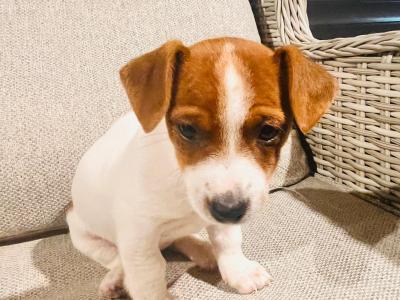 Super Jack Russell puppies in Wicklow!