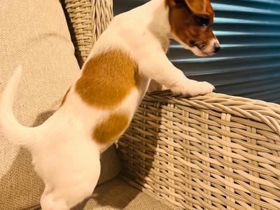 Super Jack Russell puppies in Wicklow!