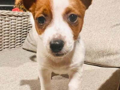 Super Jack Russell puppies in Wicklow!