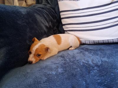Female Jack Russell puppy in Waterford