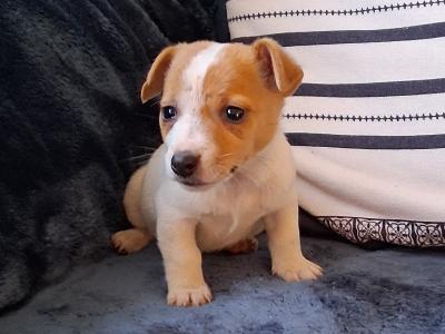 Female Jack Russell puppy in Waterford