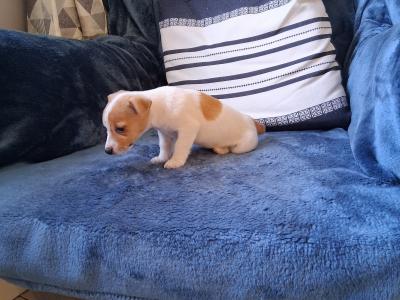 Female Jack Russell puppy in Waterford
