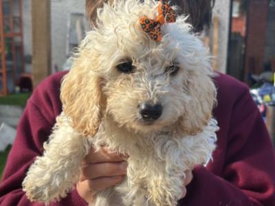 Bichon Frise x Cavapoo puppies in Carlow