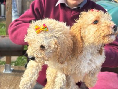 Bichon Frise x Cavapoo puppies in Carlow