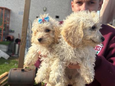 Bichon Frise x Cavapoo puppies in Carlow