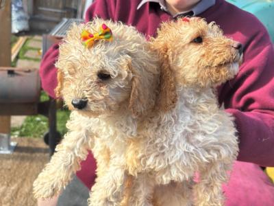 Bichon Frise x Cavapoo puppies in Carlow