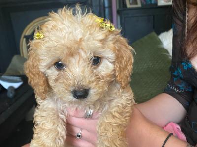 Bichon Frise x Cavapoo puppies in Carlow
