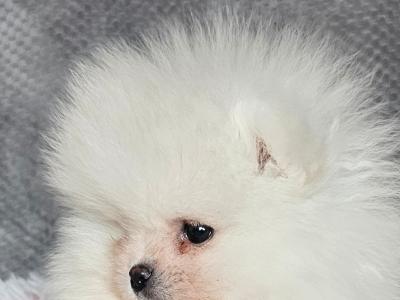 IKC Registered (pending) 🇮🇪 Tiny Magic Pomeranian puppies 🐶 in Laois