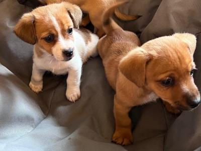 Adorable Cute Jack Russell puppies for sale in Cork (€300 Each)