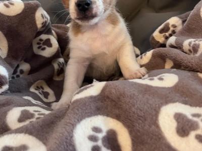 Adorable Cute Jack Russell puppies for sale in Cork (€300 Each)