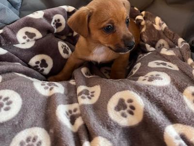 Adorable Cute Jack Russell puppies for sale in Cork (€300 Each)