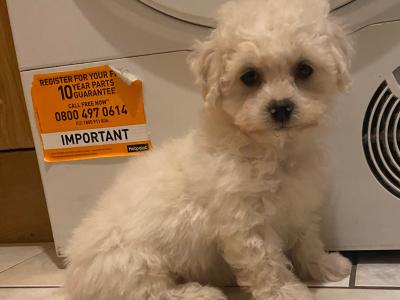 Bichon Frise puppies in Cavan