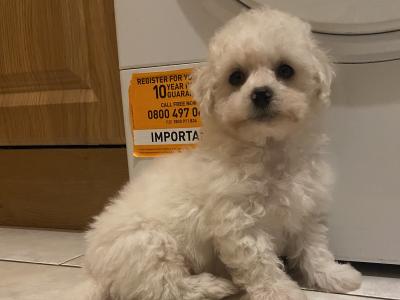 Bichon Frise puppies in Cavan