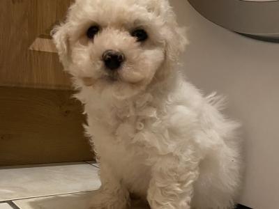 Bichon Frise puppies in Cavan