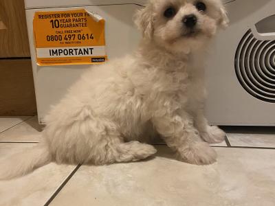 Bichon Frise puppies in Cavan