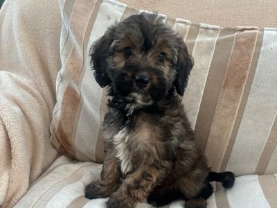 Beautiful Cockapoo puppies in Sligo