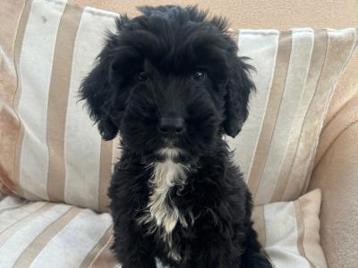 Beautiful Cockapoo puppies in Sligo
