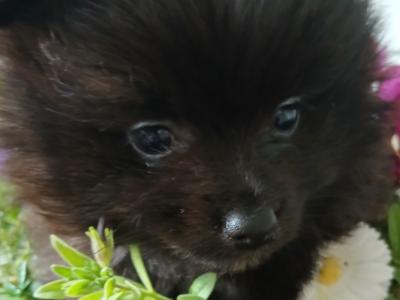 🐾 Black male Pomeranian puppy in Limerick 🐾