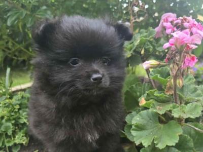 🐾 Black male Pomeranian puppy in Limerick 🐾