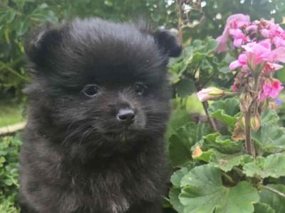 🐾 Black male Pomeranian puppy in Limerick 🐾