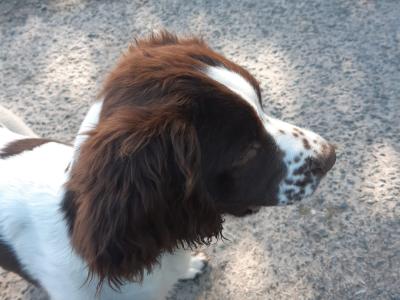 Purebred Springer Spaniel puppies in Leitrim
