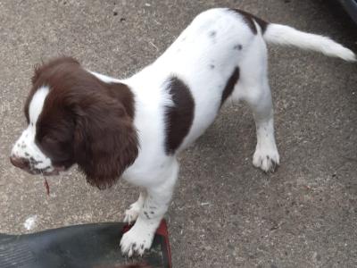 Purebred Springer Spaniel puppies in Leitrim