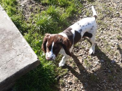 Purebred Springer Spaniel puppies in Leitrim