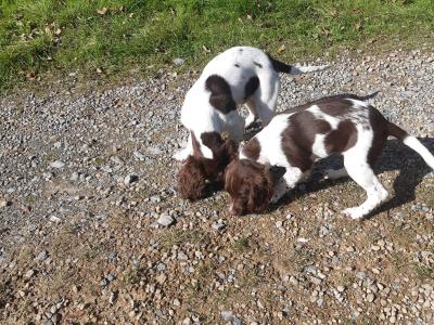 Purebred Springer Spaniel puppies in Leitrim