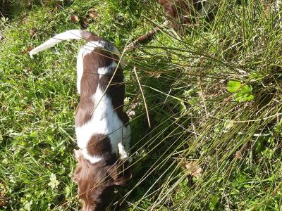 Purebred Springer Spaniel puppies in Leitrim